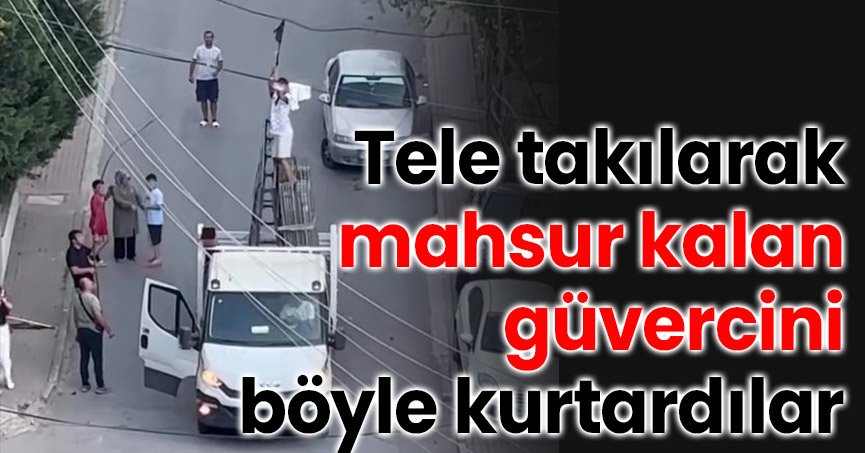 Tele takılarak mahsur kalan güvercini böyle kurtardılar