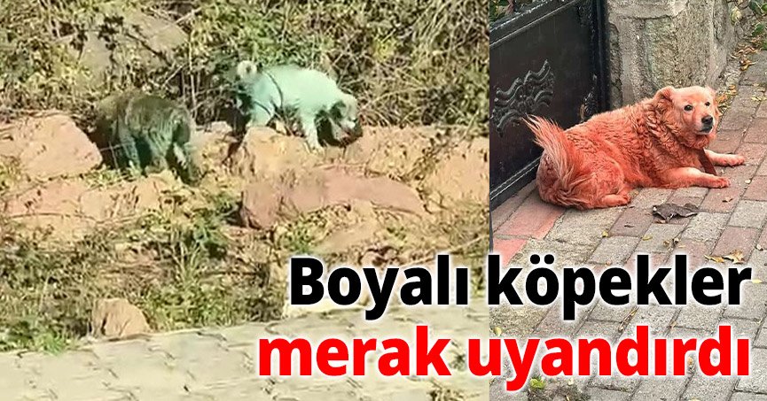 Boyalı köpekler merak uyandırdı