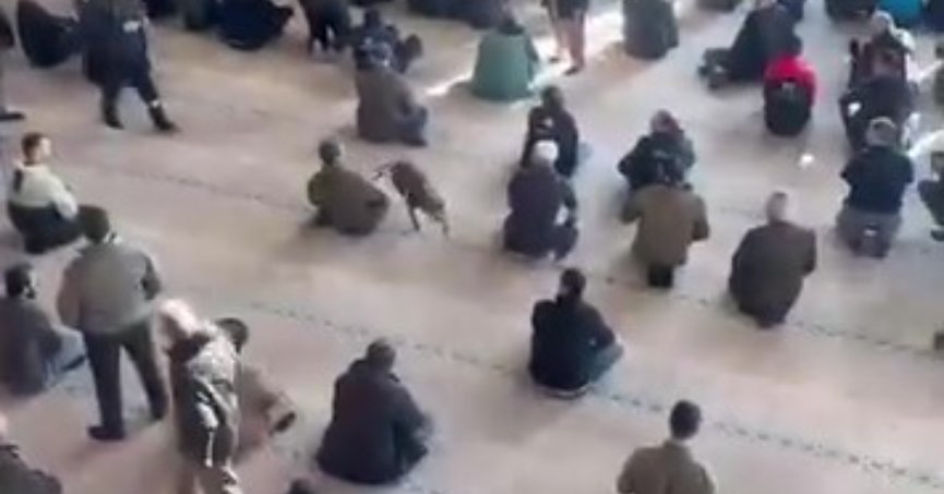 Camiye giren pitbull yakalandı, sahibine işlem yapıldı