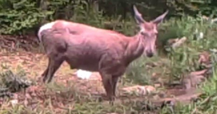 Geyiğin su keyfi fotokapanla görüntülendi
