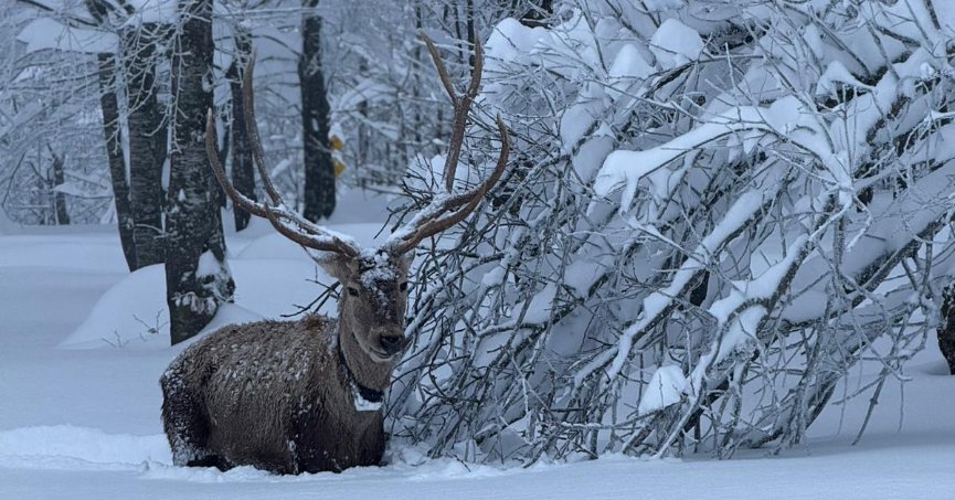 Kuzuyayla’da kızıl geyikler kartpostallık görüntüler oluşturuyor