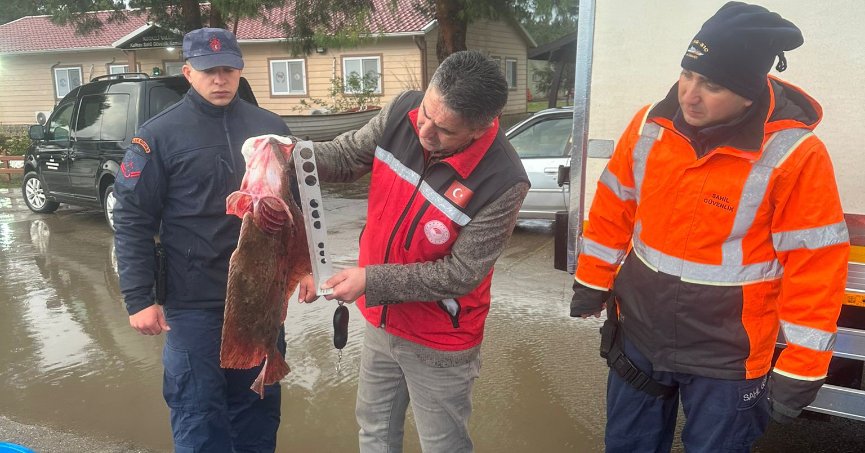 500 Kalkan Balığı Ele Geçirildi