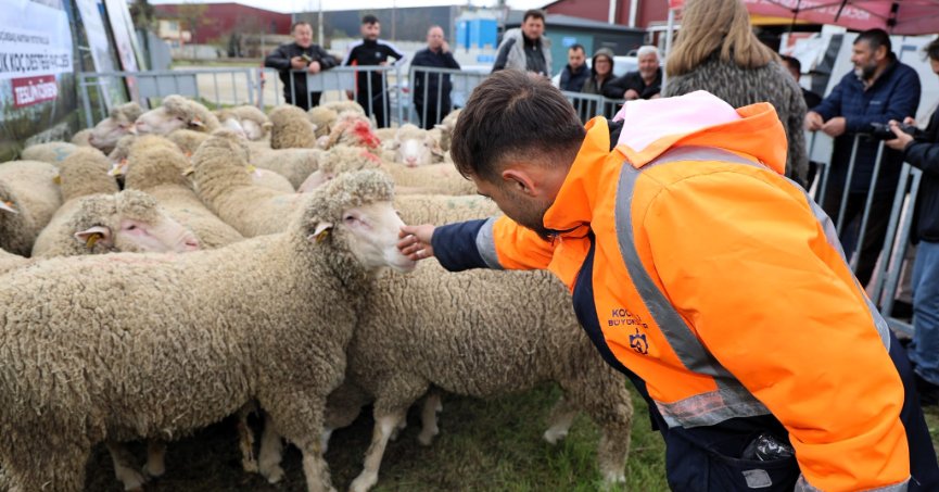 Büyükşehir’den hayvancılığa damızlık koç desteği