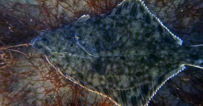 Mekânın sahipleri geri döndü