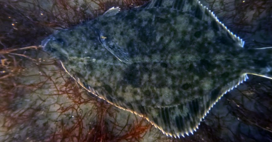 Dip çamuru temizliği İzmit Körfezi’ne yunusları geri getirdi