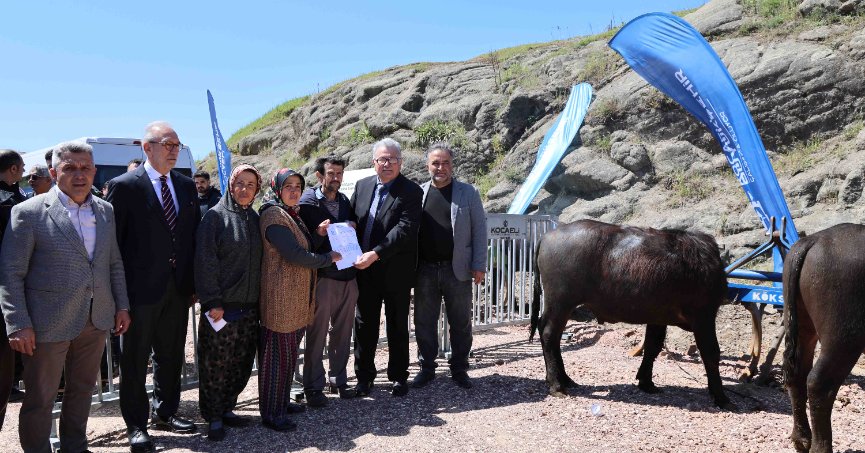 Kocaeli’de hayvancılık, Büyükşehir’le daha kolay