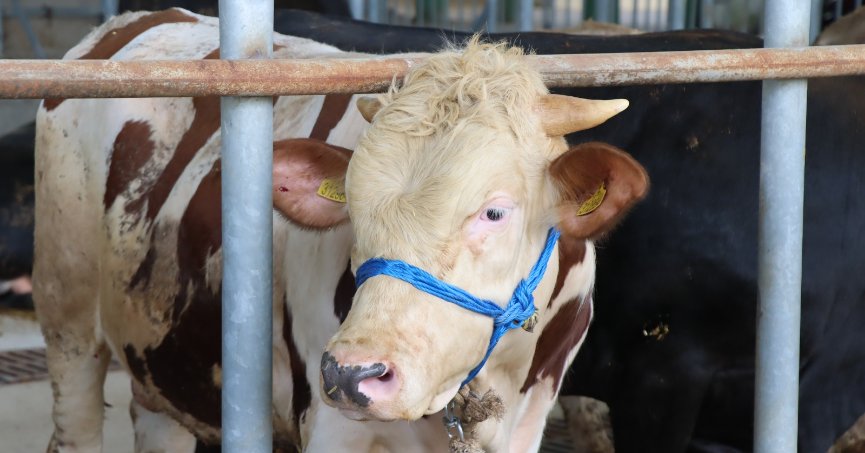 Kurbanlıklar İzmit Belediyesi Modern Hayvan Pazarı’nda yerini alıyor