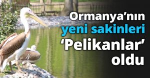 Ormanya’nın yeni sakinleri ‘Pelikanlar’ oldu