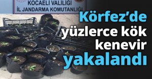 Körfez’de yüzlerce kök kenevir yakalandı