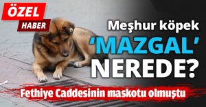 Meşhur köpek ‘mazgal’ nerede?