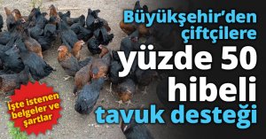 Büyükşehir’den çiftçilere yüzde 50 hibeli tavuk desteği
