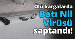 Ölü kargalarda Batı Nil Virüsü saptandı!
