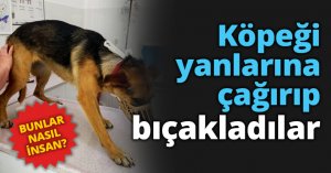 Köpeği yanlarına çağırıp bıçakladılar
