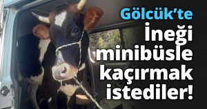 Gölcük’te ineği minibüsle kaçırmak istediler!