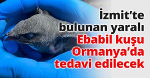 İzmit’te bulunan yaralı Ebabil kuşu Ormanya’da tedavi edilecek
