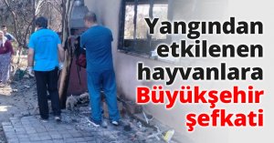 Yangından etkilenen hayvanlara Büyükşehir şefkati