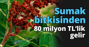 Sumak bitkisinden 80 milyon TL’lik gelir