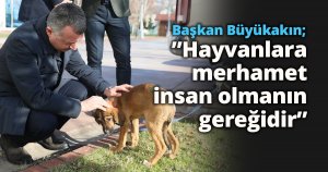 Başkan Büyükakın; ”Hayvanlara merhamet insan olmanın gereğidir”