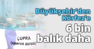 Büyükşehir’den Körfez’e 6 bin balık daha