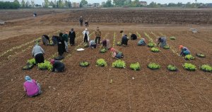Büyükşehir’den TABİP’te Hasat ve Dikim Şenliği