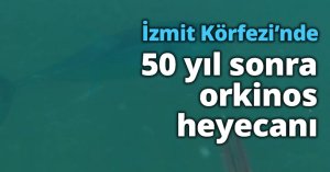 İzmit Körfezi’nde 50 yıl sonra orkinos heyecanı