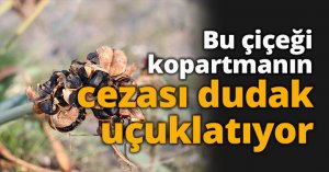Bu çiçeği kopartmanın cezası dudak uçuklatıyor