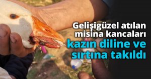 Gelişigüzel atılan misina kancaları kazın diline ve sırtına takıldı
