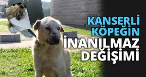 KANSERLİ KÖPEĞİN İNANILMAZ DEĞİŞİMİ