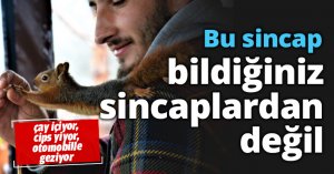 Bu sincap bildiğiniz sincaplardan değil