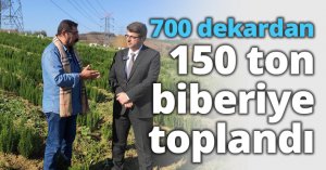 700 dekardan 150 ton biberiye toplandı