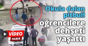 Okula dalan pitbull öğrencilere dehşeti yaşattı