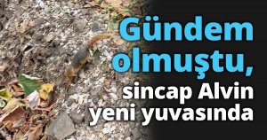Gündem olmuştu, sincap Alvin yeni yuvasında