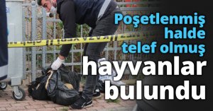 Poşetlenmiş halde telef olmuş hayvanlar bulundu