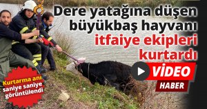 Dere yatağına düşen büyükbaş hayvanı itfaiye ekipleri kurtardı