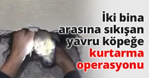 İki bina arasına sıkışan yavru köpeğe kurtarma operasyonu