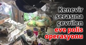 Kenevir serasına çevrilen eve polis operasyonu