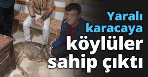 Yaralı karacaya köylüler sahip çıktı