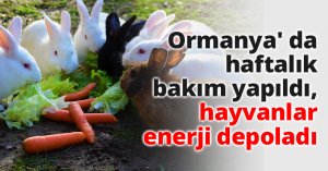 Ormanya' da haftalık bakım yapıldı, hayvanlar enerji depoladı