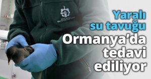 Yaralı su tavuğu Ormanya’da tedavi ediliyor