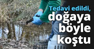 Tedavi edildi, doğaya böyle koştu