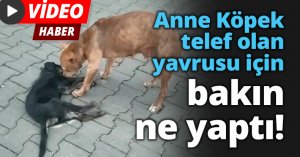 Anne Köpek telef olan yavrusu için bakın ne yaptı
