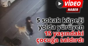 5 sokak köpeği yolda yürüyen 15 yaşındaki çocuğa saldırdı