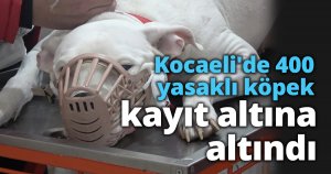 Kocaeli'de 400 yasaklı köpek kayıt altına altındı