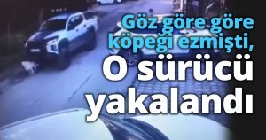 Göz göre göre köpeği ezmişti, o sürücü yakalandı