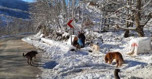 Patili dostlarımızı ellerimizle besliyoruz