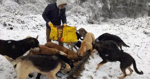 KARTEPE’DE SOKAK HAYVANLARI EMİN ELLERDE   