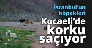 İstanbul’un köpekleri Kocaeli’de korku saçıyor