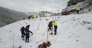 Bal ormanında ağaç dikimi devam ediyor