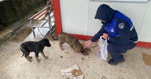 Zabıta patili dostlarımızı da unutmadı