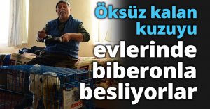 Öksüz kalan kuzuyu evlerinde biberonla besliyorlar